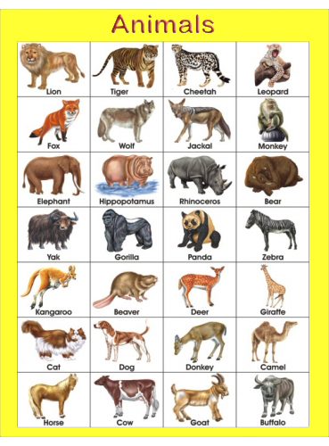 Animals name chart