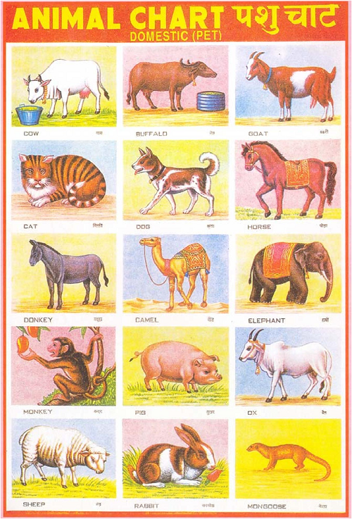 Domestic Animal Name chart