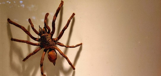 10 Biggest Spider in the World