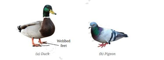 class6-science-chapter2-questio10